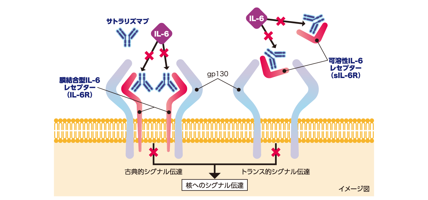 エンスプリングの作用機序|PLUS CHUGAI 中外製薬医療関係者向けサイト(医師向け) エンスプリングの作用機序|PLUS CHUGAI 中外製薬医療関係者向けサイト(医師向け)