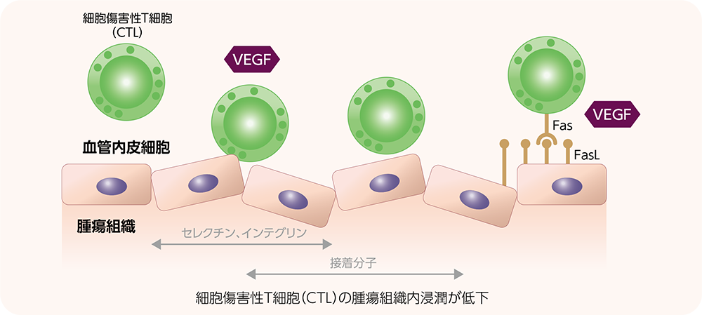 テセントリクおよびアバスチンの作用機序 Plus Chugai 中外製薬医療関係者向けサイト 医師向け