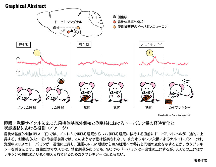 新色 レム睡眠様 専用 割引券 | mountaineerins.com