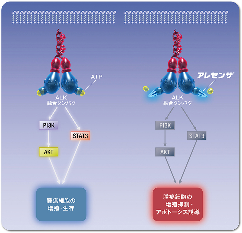 アレセンサの作用機序｜PLUS CHUGAI 中外製薬医療関係者向けサイト