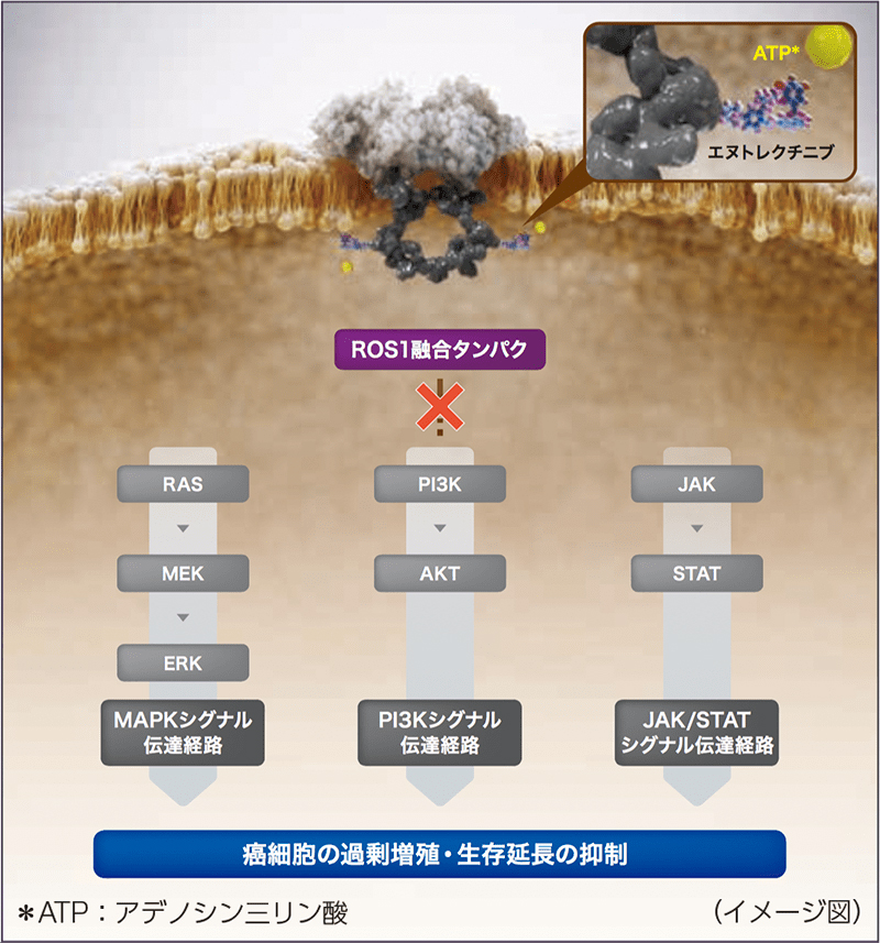 南山堂 / 臨床薬学 / ストロムの薬剤疫学