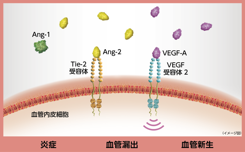 皮膚血管炎 第2版 裁断済み Amazon.co.jp: 皮膚血管炎 第2