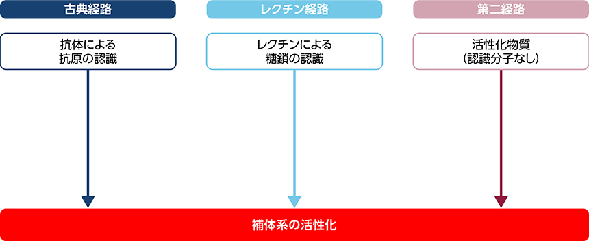 補体について｜PLUS CHUGAI 中外製薬医療関係者向けサイト（医師向け）