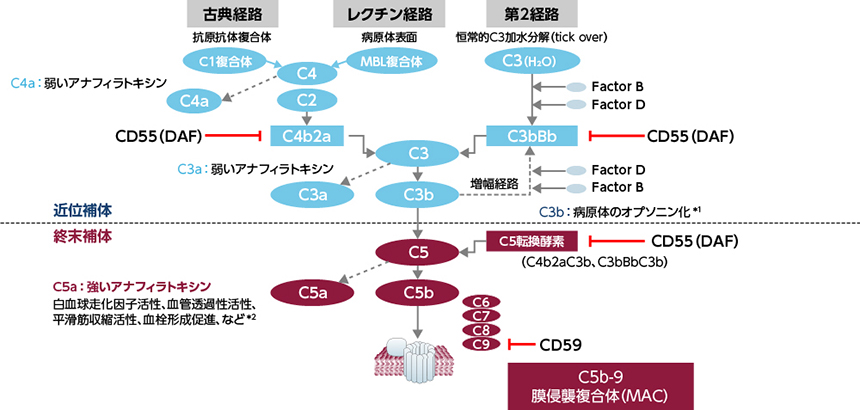 補体 C3 C4 | 補体上昇 , 補体 c3 c4 について掘り下げる – JBHRN