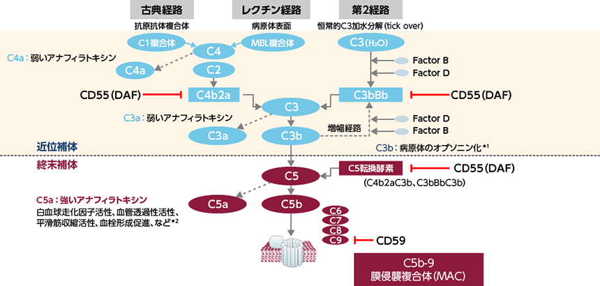 補体について｜PLUS CHUGAI 中外製薬医療関係者向けサイト（医師向け）