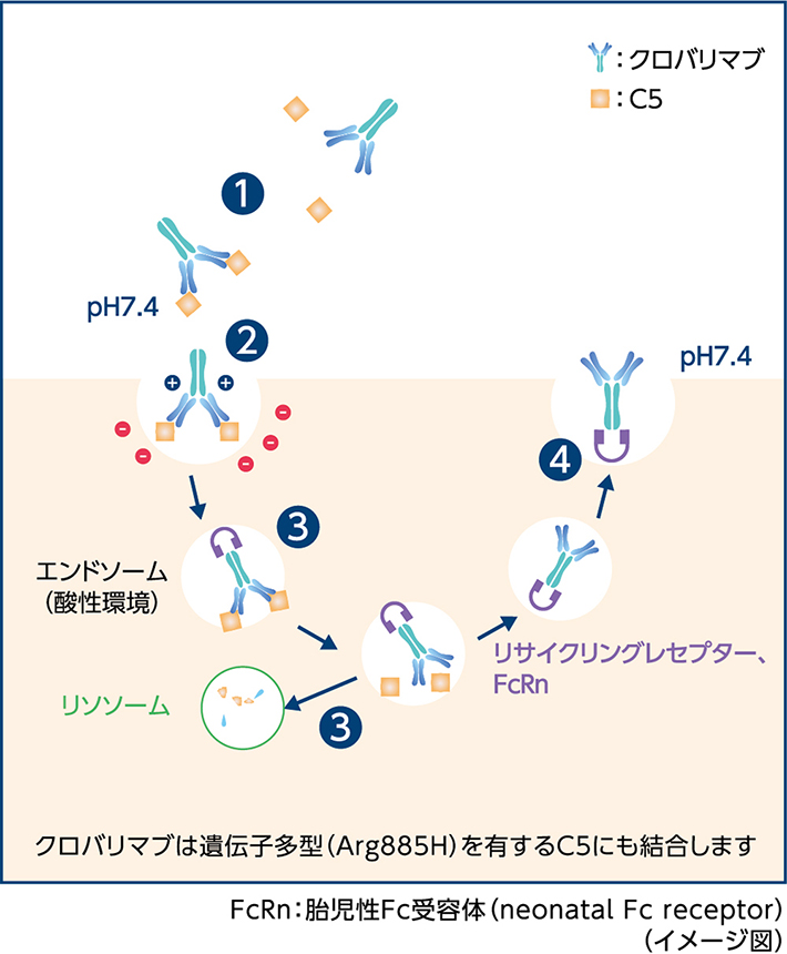 ピアスカイの作用機序｜PLUS CHUGAI 中外製薬医療関係者向け