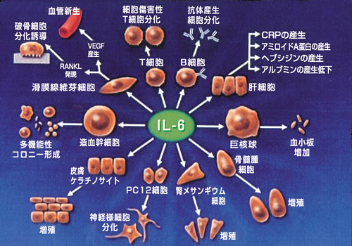 IL-6の発見｜PLUS CHUGAI 中外製薬医療関係者向けサイト（看護師・保健師向け）