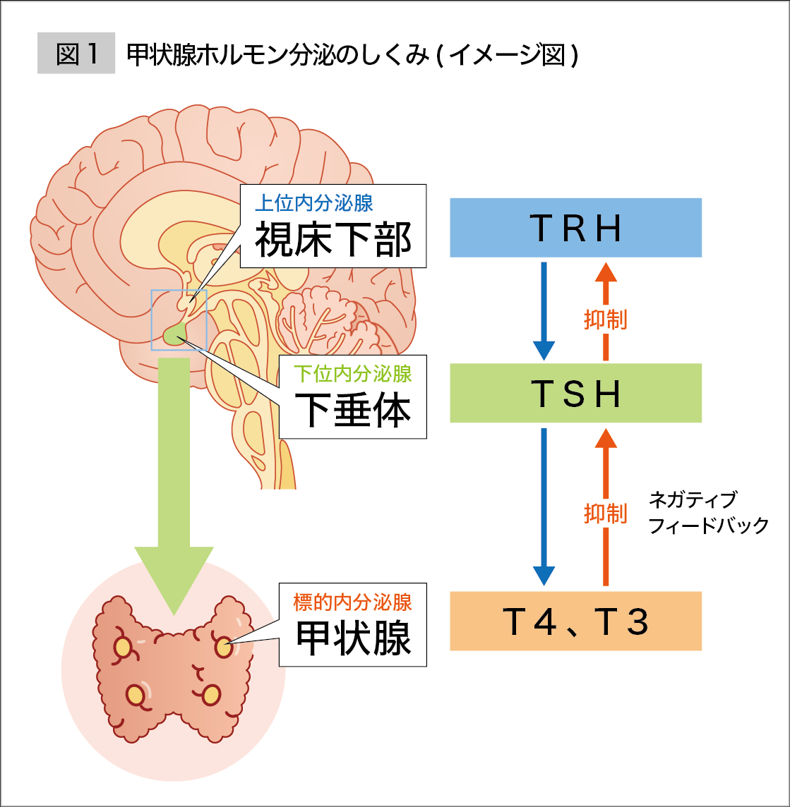 概要｜PLUS CHUGAI 中外製薬医療関係者向けサイト（医師向け）