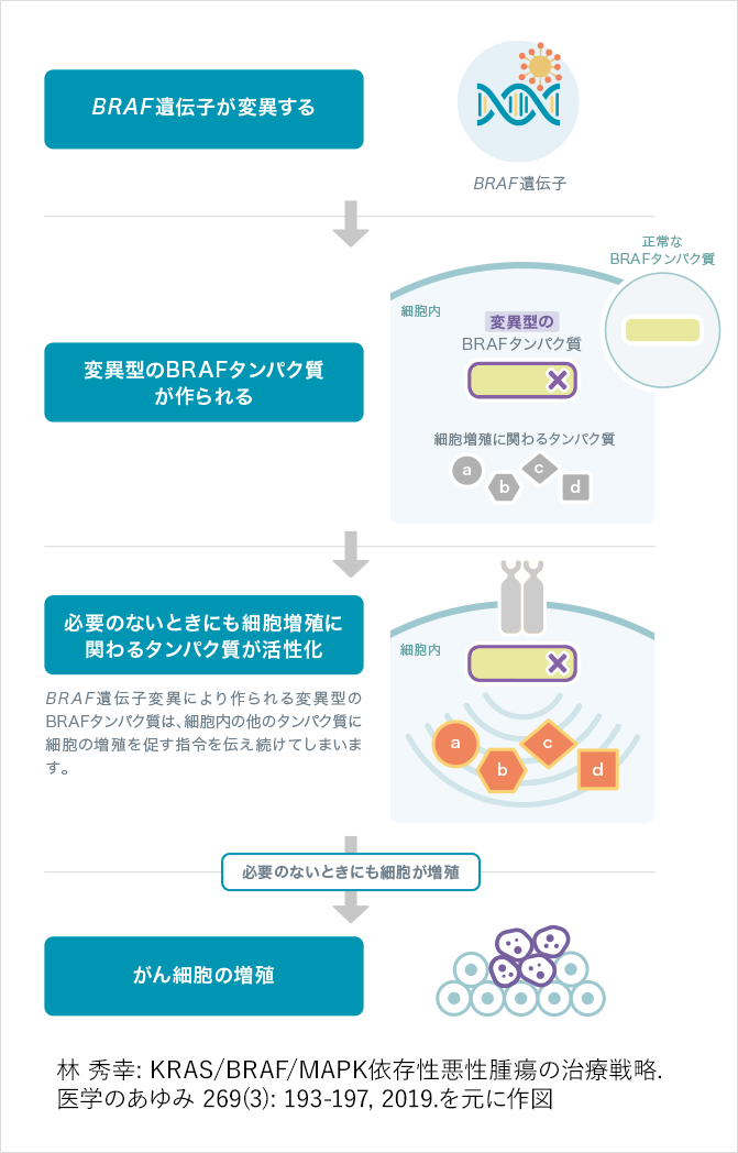 BRAF遺伝子変異（V600EまたはV600K） | がん治療に関連する遺伝子変異