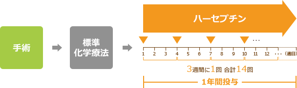 治療スケジュール Hera試験 術後療法 Her2陽性乳がんインフォームドコンセントツール 中外製薬株式会社