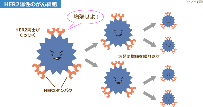 「HER2陽性」が意味するもの