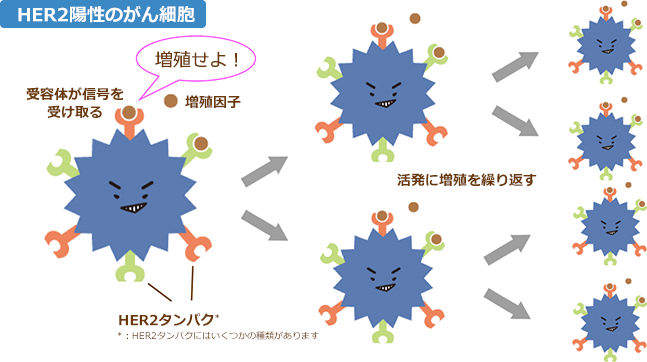 HER2 陽性乳がんの余命と見通しはどのくらいですか?