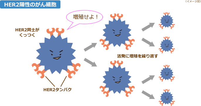  HER2陽性乳がんとは何ですか?