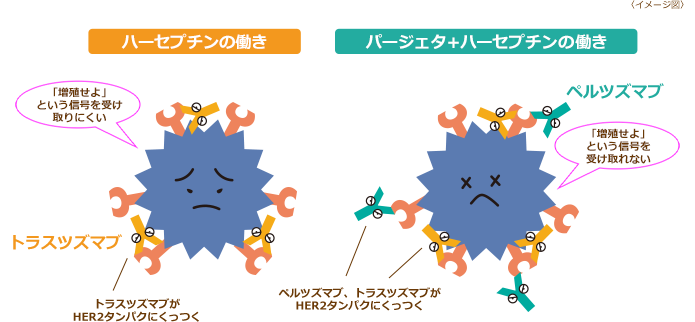 HER2 陽性乳がんはどのように診断されますか?