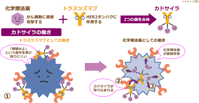 HER2 陽性乳がんの原因とその危険にさらされているのは誰ですか?
